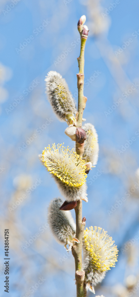 Pussy willow blossoms in spring sunny day Pussy willow blossoms in spring sunny day