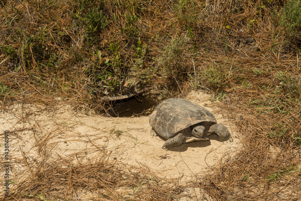 Fototapeta premium A Gopher Tortoise emerging from it's burrow.
