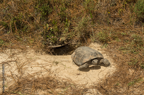 A Gopher Tortoise emerging from it's burrow.