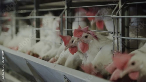 White hens are fed from the trough on poultry farm. Chicken coop.