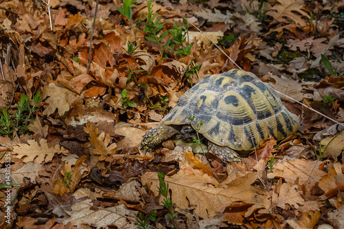 A leopard turtle in the leaves of an oak forest