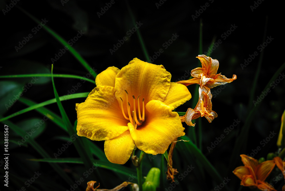 Fototapeta premium Flowers Still Blooming