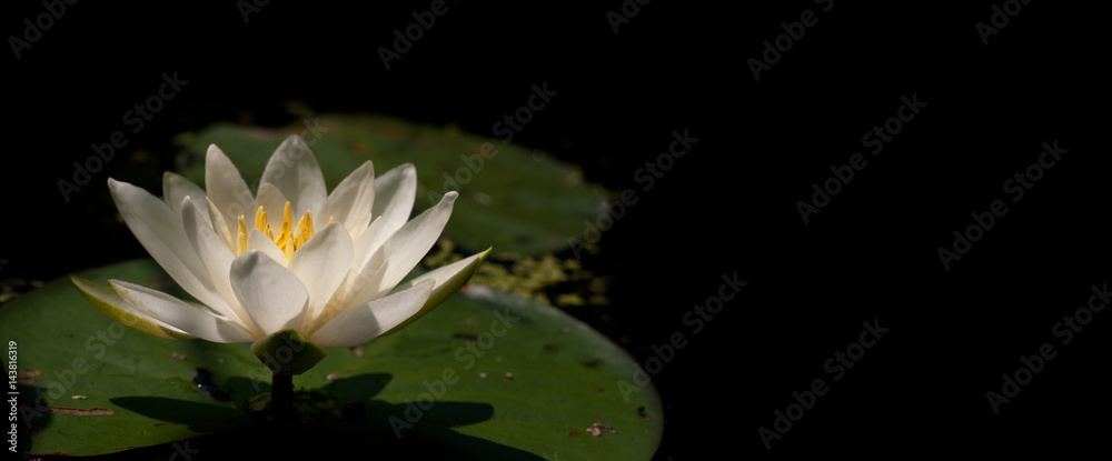 White Waterlily (Nymphaea alba L.) 1