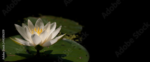 Obraz na płótnie White Waterlily (Nymphaea alba L.) 1 w salonie