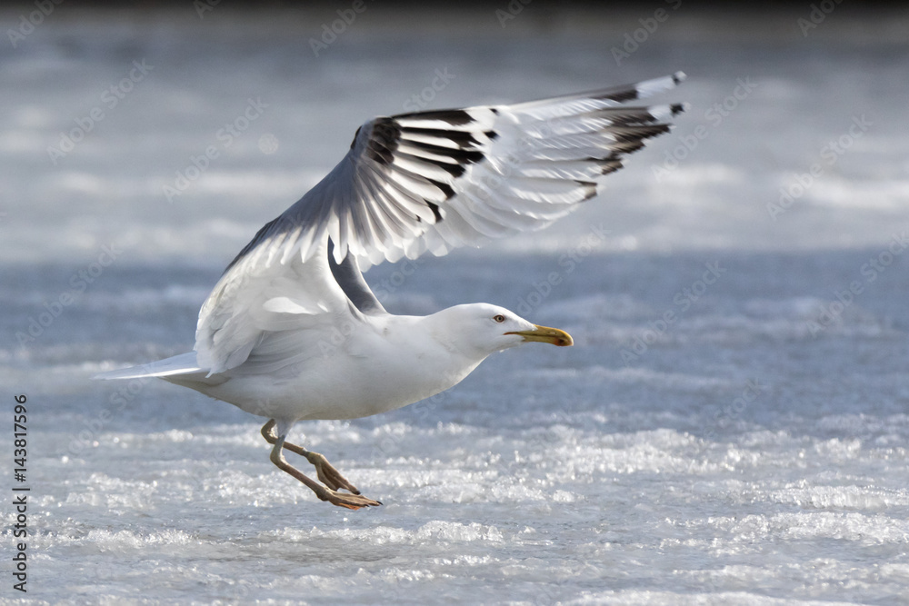 Yellow-legged Gull (Larus cachinnans). Bird's species is identified inaccurately. Yellow-legged Gull (Larus cachinnans). Bird's species is identified inaccurately.