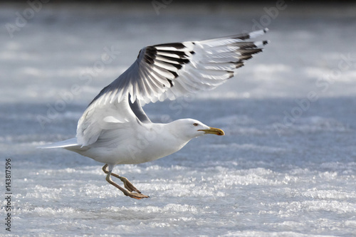 Yellow-legged Gull (Larus cachinnans). Bird's species is identified inaccurately. © fotoparus