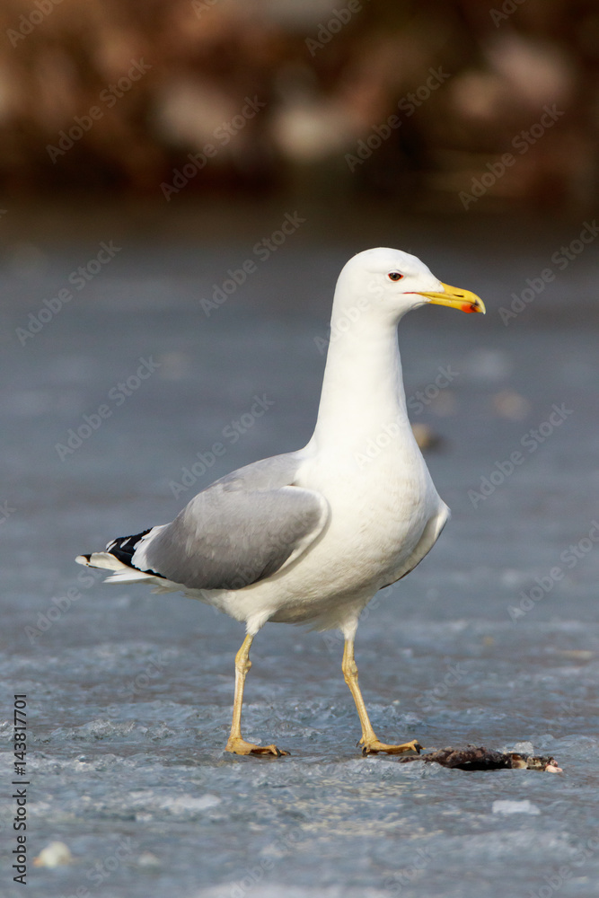 Obraz premium Yellow-legged Gull (Larus cachinnans). Bird's species is identified inaccurately.