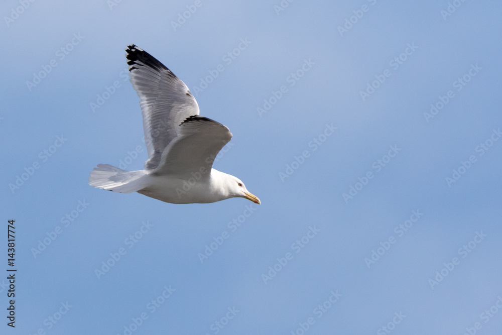 Yellow-legged Gull (Larus cachinnans). Bird's species is identified inaccurately. Yellow-legged Gull (Larus cachinnans). Bird's species is identified inaccurately.