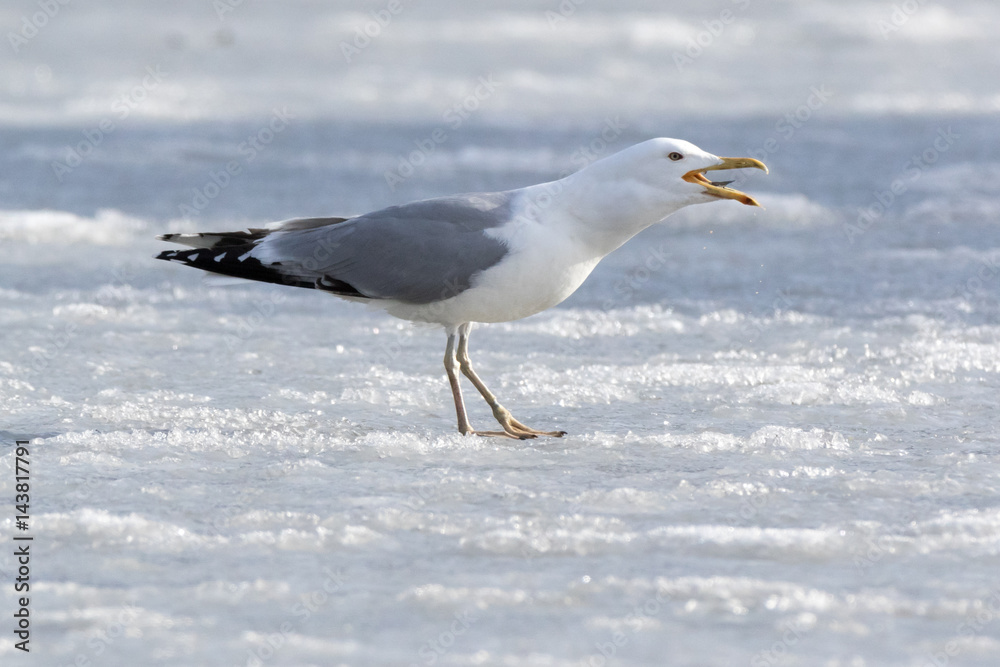 Yellow-legged Gull (Larus cachinnans). Bird's species is identified inaccurately. Yellow-legged Gull (Larus cachinnans). Bird's species is identified inaccurately.