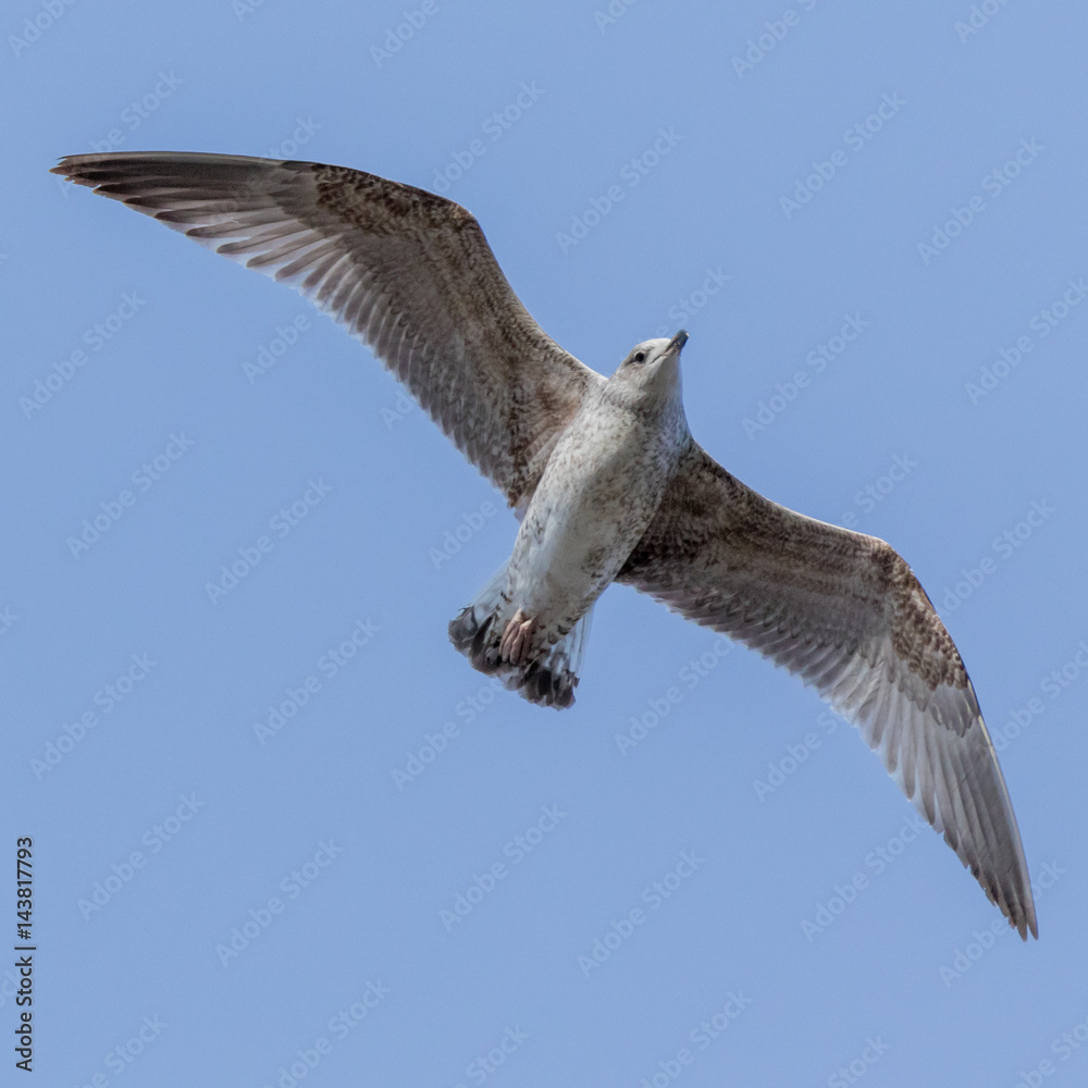 Obraz premium Yellow-legged Gull (Larus cachinnans). Bird's species is identified inaccurately.
