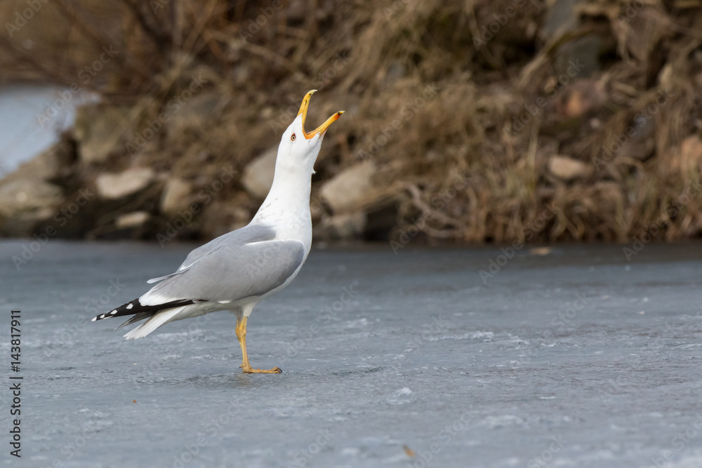 Yellow-legged Gull (Larus cachinnans). Bird's species is identified inaccurately. Yellow-legged Gull (Larus cachinnans). Bird's species is identified inaccurately.