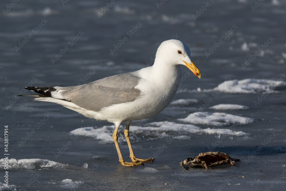 Yellow-legged Gull (Larus cachinnans). Bird's species is identified inaccurately. Yellow-legged Gull (Larus cachinnans). Bird's species is identified inaccurately.