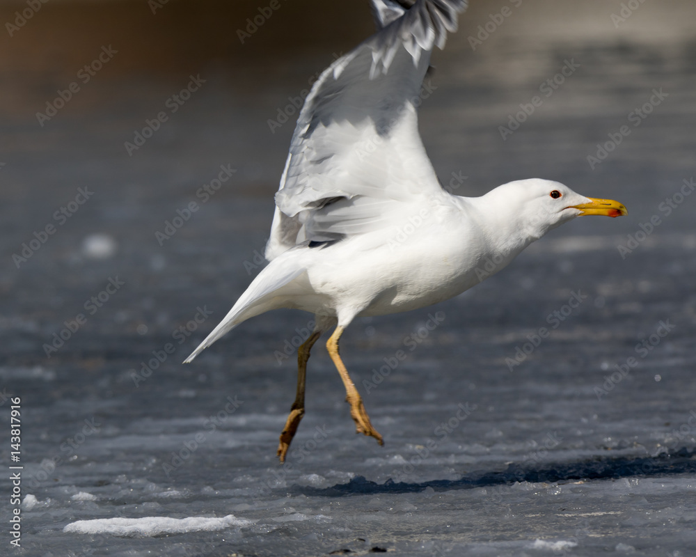 Obraz premium Yellow-legged Gull (Larus cachinnans). Bird's species is identified inaccurately.