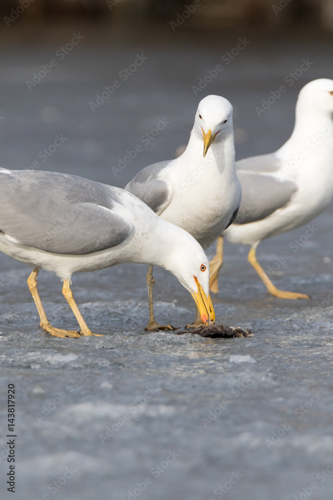 Fototapeta premium Yellow-legged Gull (Larus cachinnans). Bird's species is identified inaccurately.