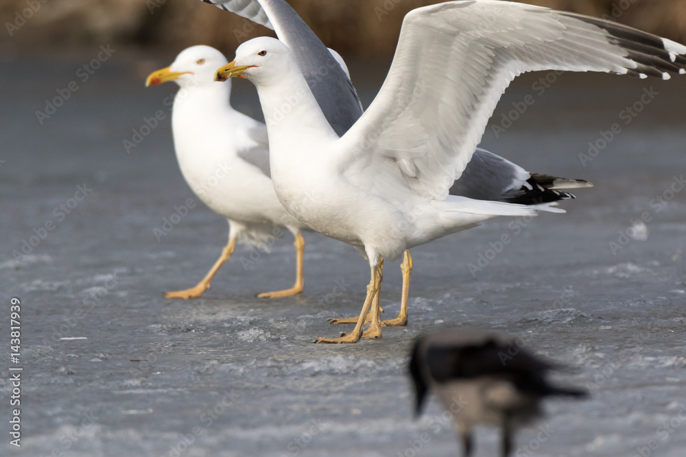 Yellow-legged Gull (Larus cachinnans). Bird's species is identified inaccurately. Yellow-legged Gull (Larus cachinnans). Bird's species is identified inaccurately.