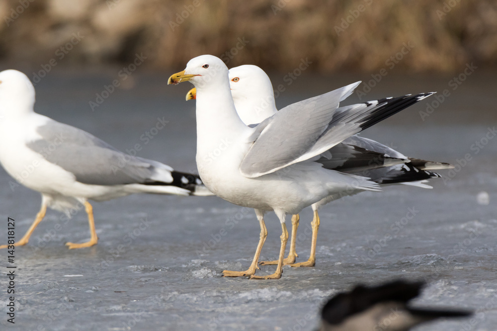 Yellow-legged Gull (Larus cachinnans). Bird's species is identified inaccurately. Yellow-legged Gull (Larus cachinnans). Bird's species is identified inaccurately.