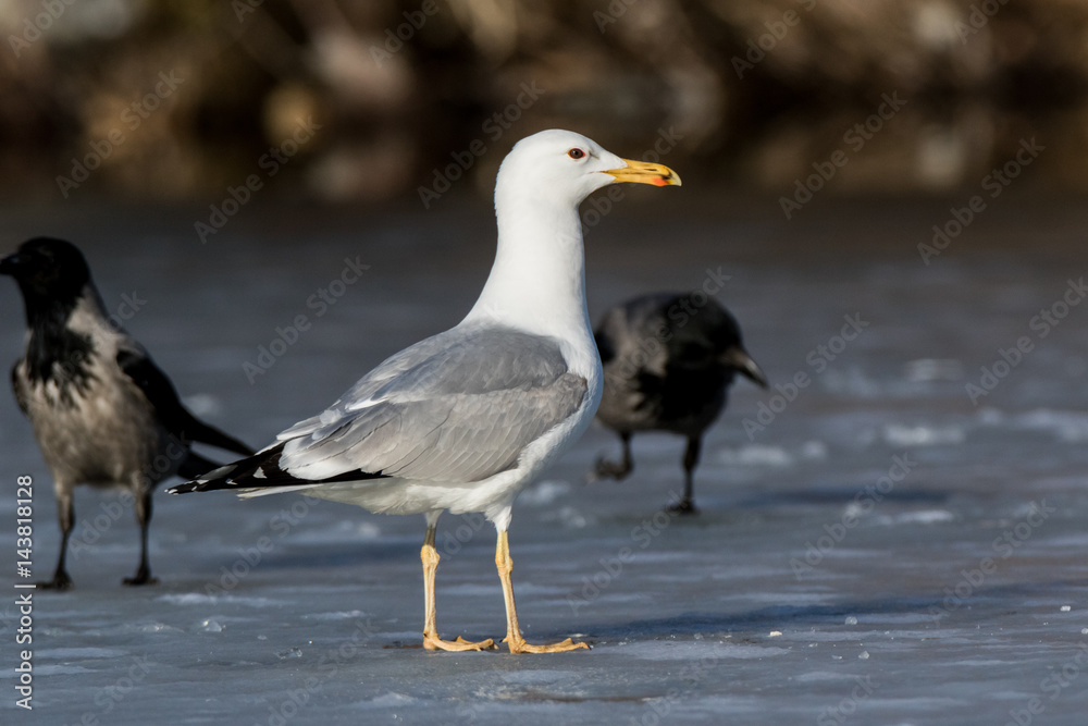 Yellow-legged Gull (Larus cachinnans). Bird's species is identified inaccurately. Yellow-legged Gull (Larus cachinnans). Bird's species is identified inaccurately.