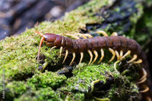 centipede (Scolopendra sp.) sleeping on a mossy tree in tropical rainforest photo