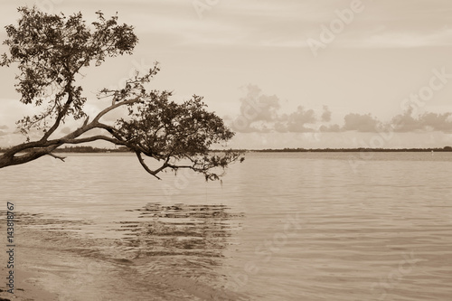 Ocean shore with piece of sand  clouds and skyline under brunch of trees  Miami. Florida. USA