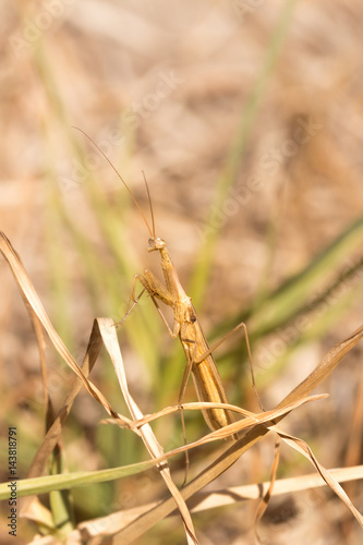 Brown Male Praying Mantis photo