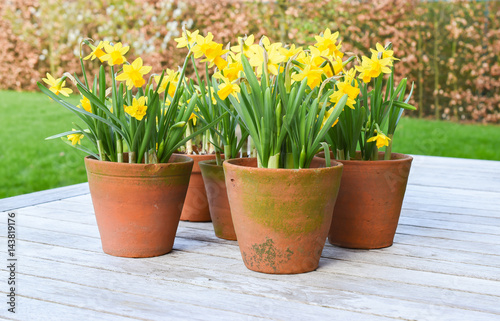 Yellow Daffodils /  Narcissus  in rustic terracotta pot.