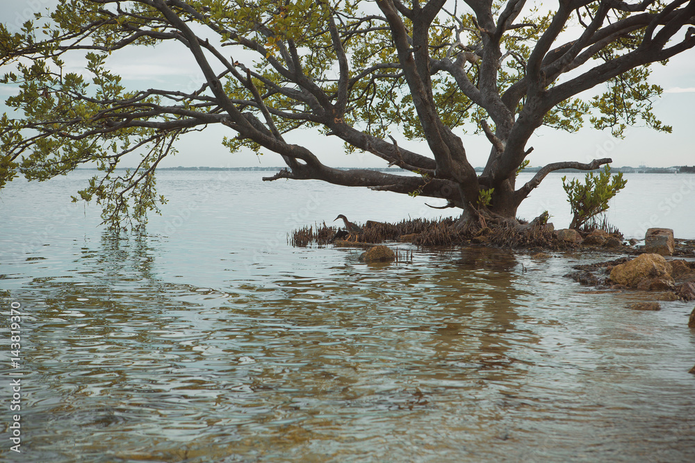 Lonely small bird fishing under big thick branches of a tree near atlantic ocean on a sand mixed with large rocks and tiny pebbles. Blue water and sky.Miami Key Biscayne. Travel in Florida, USA. Lonely small bird fishing under big thick branches of a tree near atlantic ocean on a sand mixed with large rocks and tiny pebbles. Blue water and sky.Miami Key Biscayne. Travel in Florida, USA.
