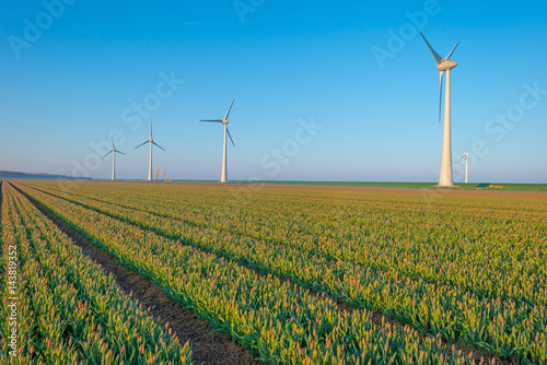 Tulips and wind turbines in a field in spring 