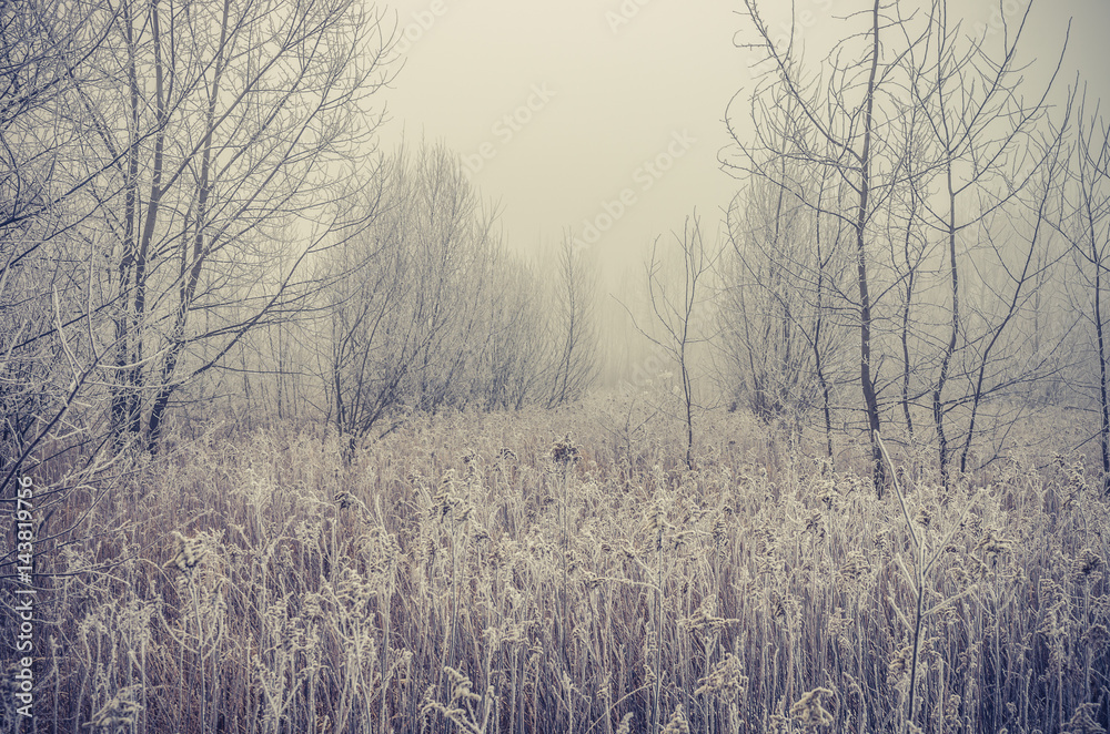 Frozen meadow in cold, foggy winter morning