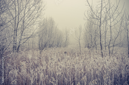 Wallpaper Mural Frozen meadow in cold, foggy winter morning Torontodigital.ca