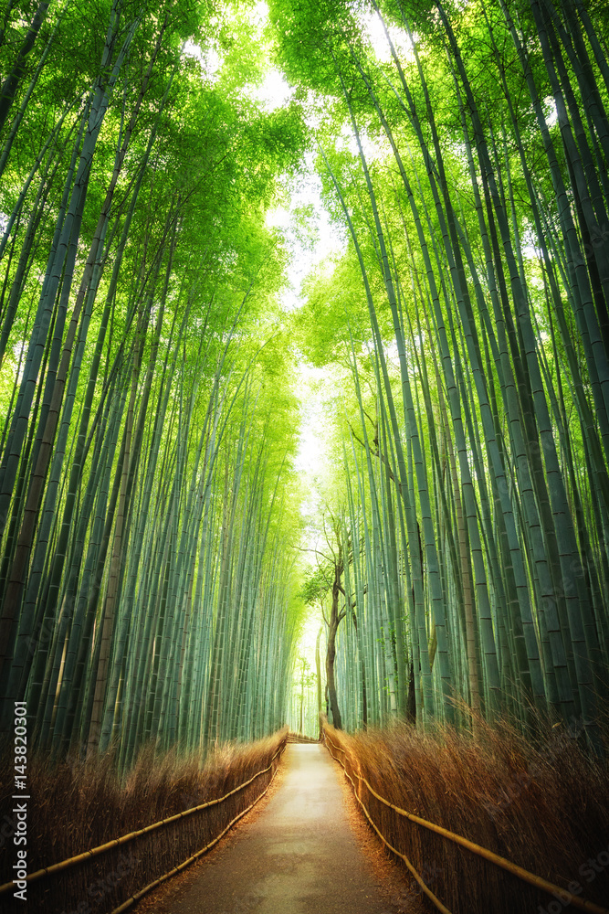 Naklejka premium Droga przez bambusowy gaj Kioto