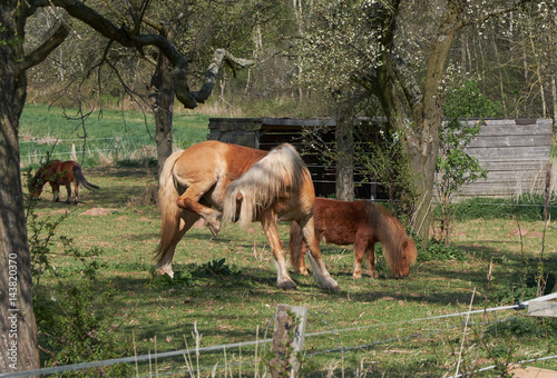 Red horse and pony on the field in the garden