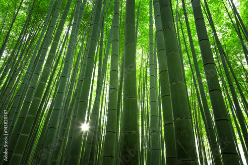 Bamboo grove Kyoto