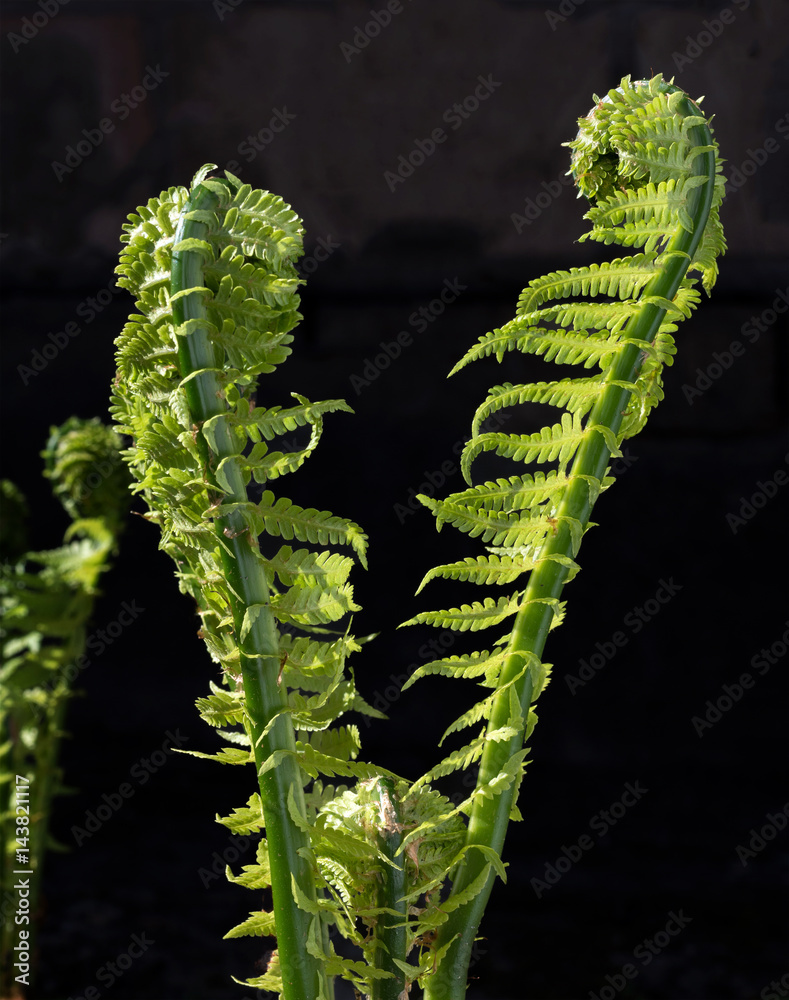 Fototapeta premium Young leaves of a fern in the sun on the dark background.