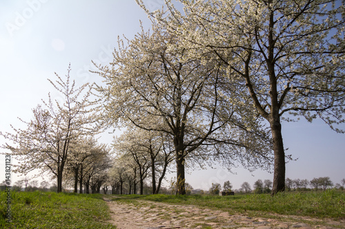 Alte Allee im Frühling