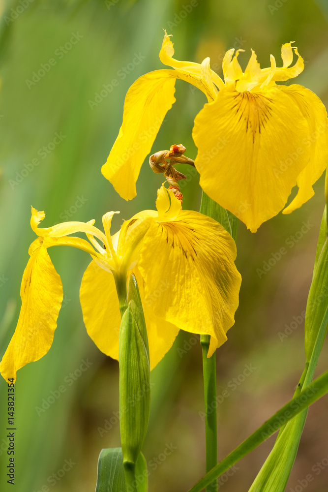 Yellow caterpillar (Iris pseudacorus L.) 4