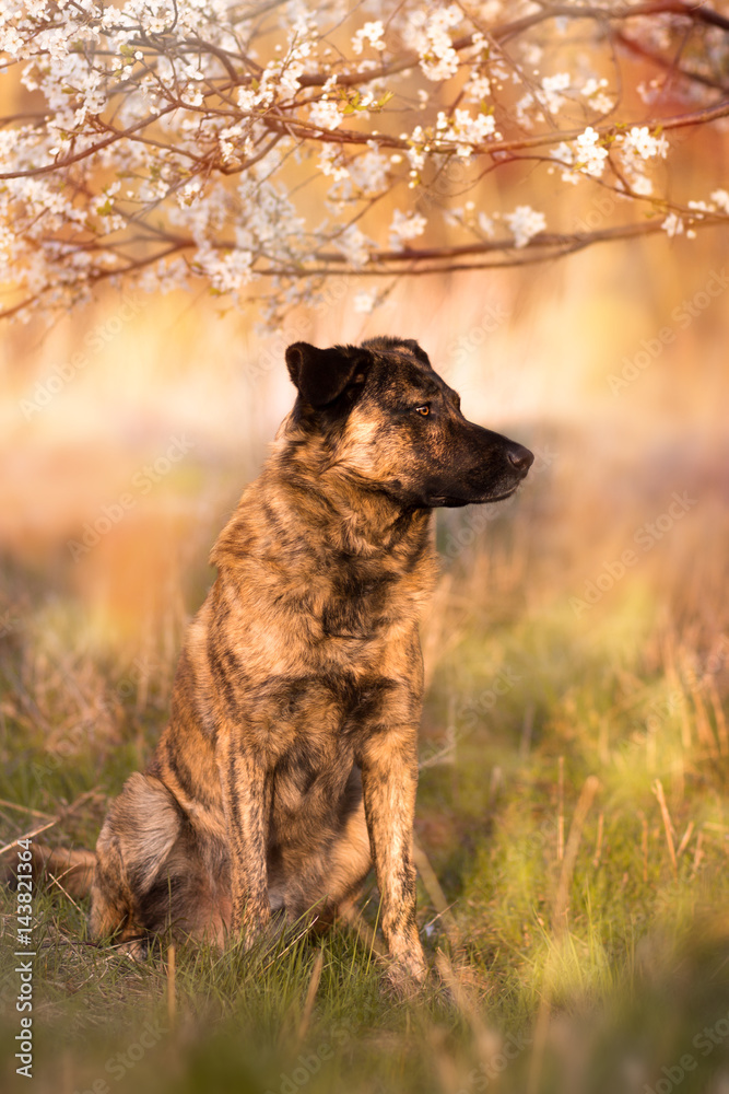 Holländischer Schäferhund