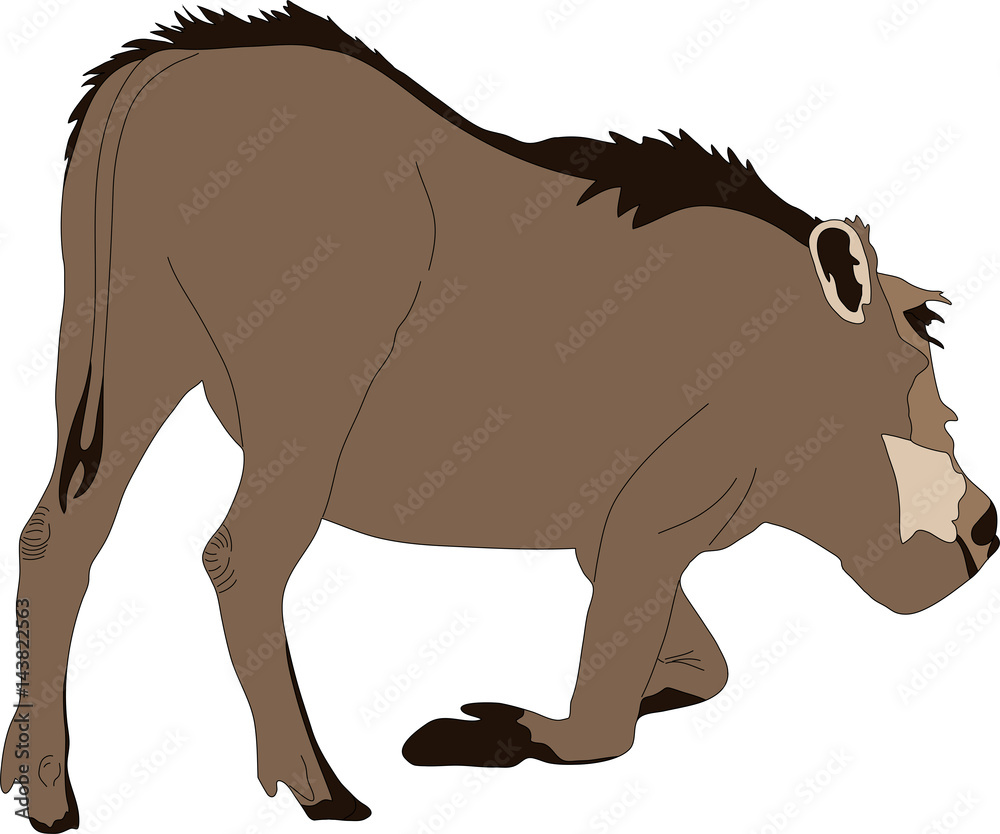 hand drawn portrait of a wild  warthog - colored vector Illustration isolated on white background