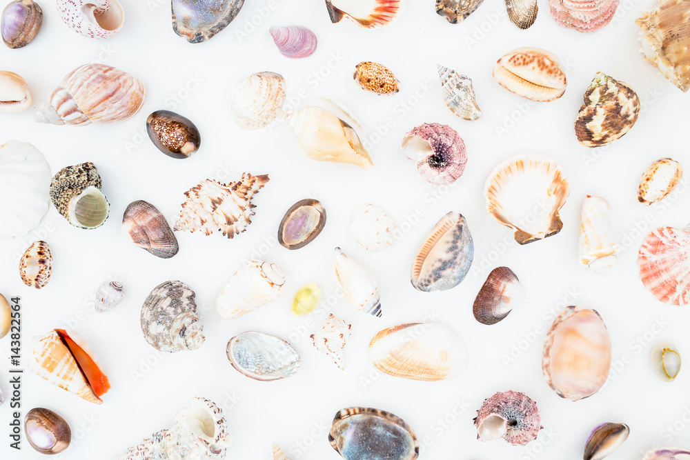 Natural pattern of ocean shells on white background. Flat lay. Top view. Natural pattern of ocean shells on white background. Flat lay. Top view.