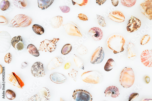 Natural pattern of ocean shells on white background. Flat lay. Top view.