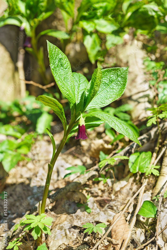 Scopolia carniolica (Caucasian) in the spring deciduous forest Scopolia carniolica (Caucasian) in the spring deciduous forest