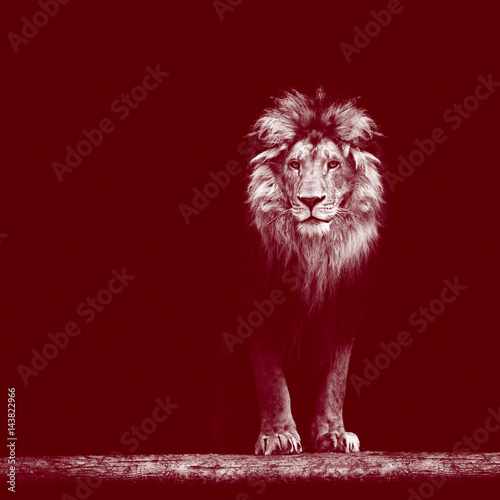 Fototapeta Naklejka Na Ścianę i Meble -  Portrait of a Beautiful lion, lion in the dark