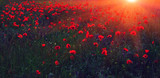 wild flower poppy at sunset