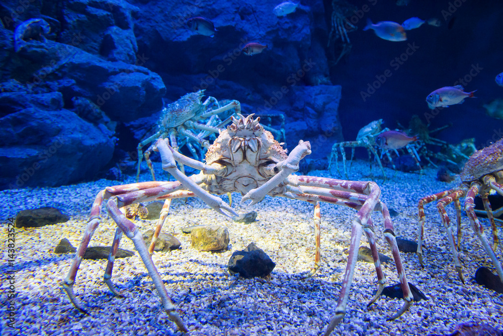 Japanese spider crab Stock Photo | Adobe Stock