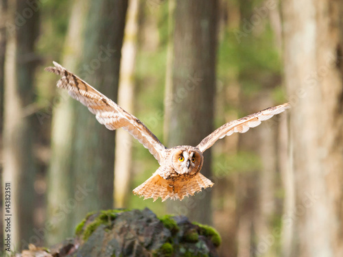 Long-eared owl flying in forest - Asio otus