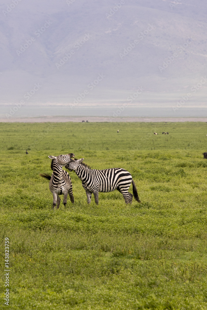 Naklejka premium Zebra fighting in field, Ngorongoro Crater, Tanzania