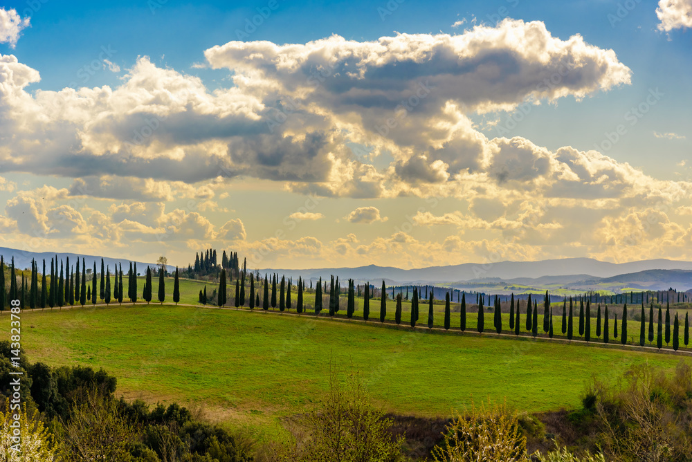 Tuscany countryside near Asciano in Italy with cypress trees in a row