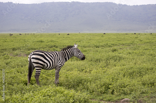 Zebra standing in field  Ngorongoro Crater  Tanzania