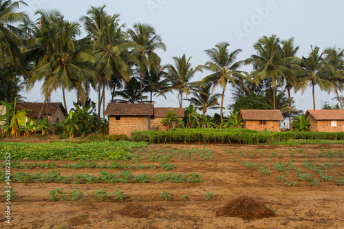 Tourist houses in the village of Inili. Fields with fruit crops and coconut palms. Typical Indian landscape