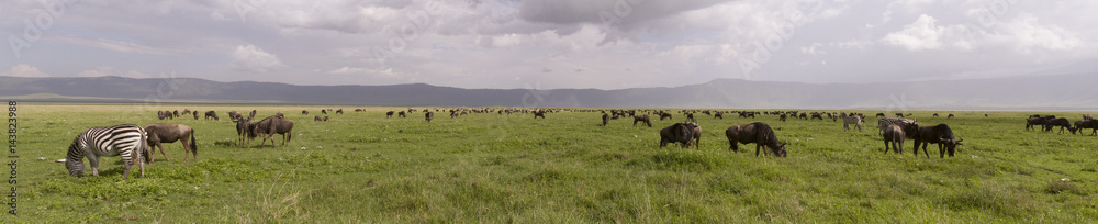 Wildebeest and zebra in panorama, Ngorongoro Crater, Tanzania