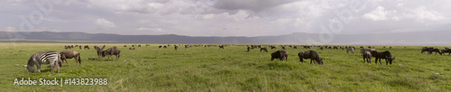Fototapeta Naklejka Na Ścianę i Meble -  Wildebeest and zebra in panorama, Ngorongoro Crater, Tanzania